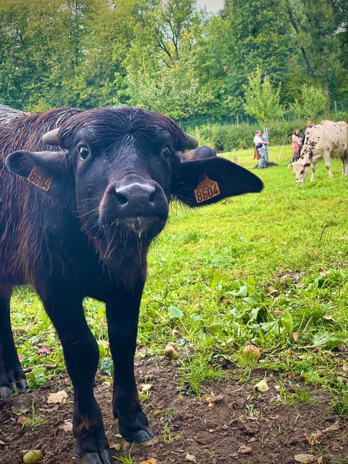 Fête de la Bufflonne